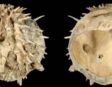 Arcinella cornuta was included in a new study of fossil and extant bivalves and gastropods in the Atlantic Ocean. Researchers found that laziness might be a fruitful strategy for species survival. (Neogene Atlas of Ancient Life / University of Kansas)