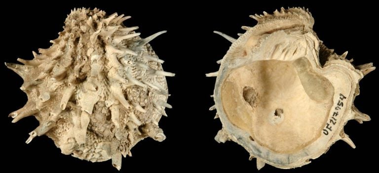 Arcinella cornuta was included in a new study of fossil and extant bivalves and gastropods in the Atlantic Ocean. Researchers found that laziness might be a fruitful strategy for species survival. (Neogene Atlas of Ancient Life / University of Kansas)