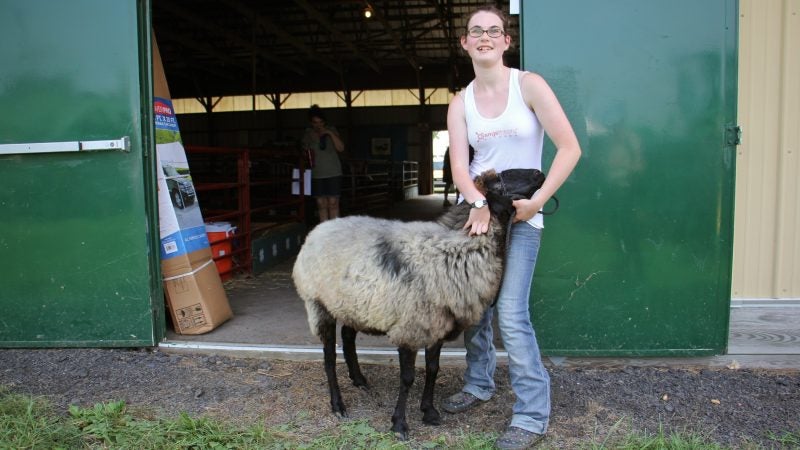Brynn Barnhart, 16, of Abington, wrestles with her Karakul sheep, Mint, at the Middletown Grange Fair. In addition to sheep, Barnhart competes in archery, rifle and sewing. (Emma Lee/WHYY)