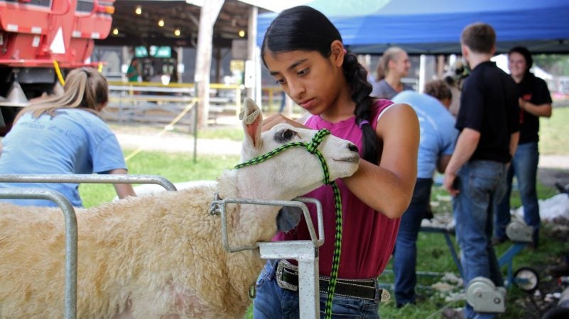 Elena Latorre, 13, of Yardley, carefully grooms her Cheviot lamb for the 4-H fitting competition at the Middletown Grange Fair. Fitting is a way of grooming the lamb for market so that it looks meatier. (Emma Lee/WHYY)