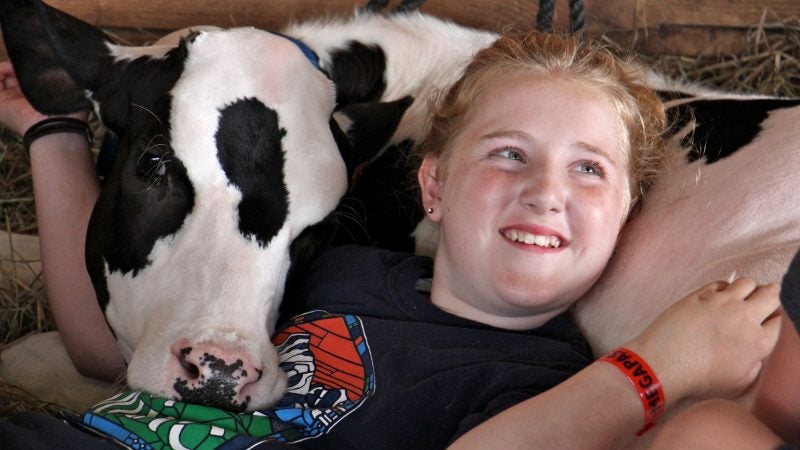 Isabella Paglaiccetti, 11, of Feasterville, snuggles with a Holstein calf in the cow barn at the Middletown Grage Fair. (Emma Lee/WHYY)