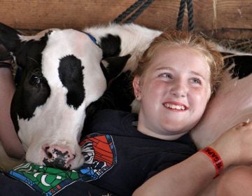 Isabella Paglaiccetti, 11, of Feasterville, snuggles with a Holstein calf in the cow barn at the Middletown Grange Fair.