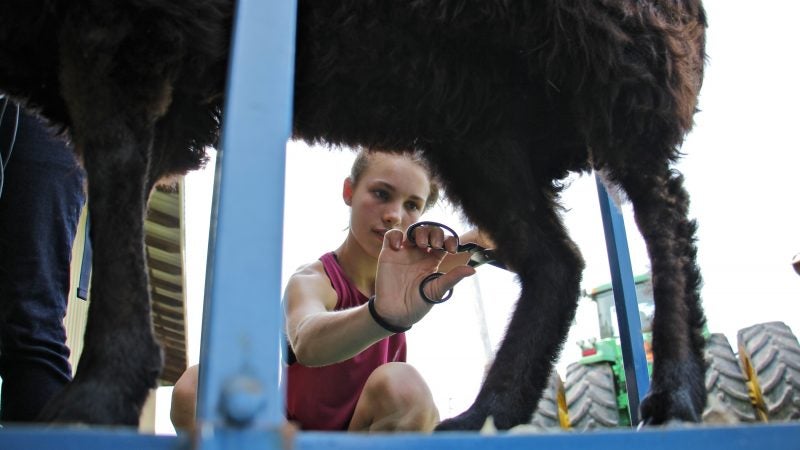 Kiera Barnhart, 14, carefully grooms her Karakul sheep for the 4-H competition at the middletown Grange Fair. (Emma Leew/WHYY)