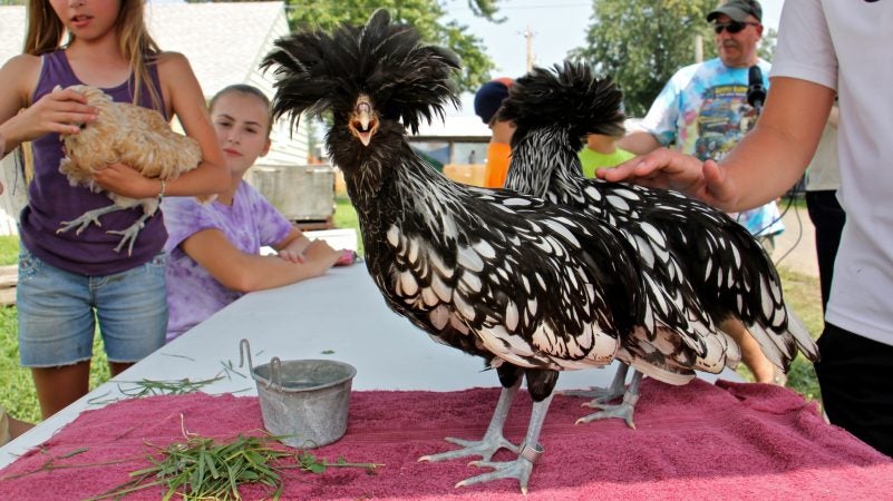 Silver laced Polish chickens are a crowd favorite at the Middletown Grange Fair. (Emma Lee/WHYY)