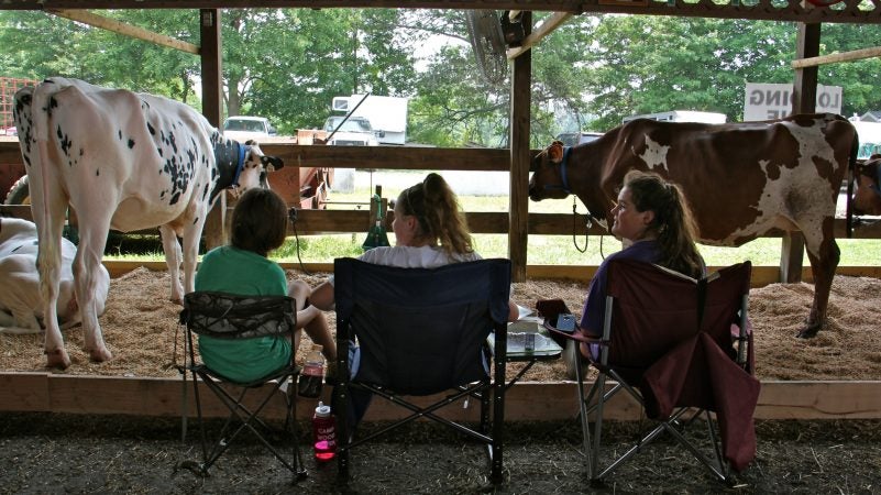 Veteran 4-H competitors (from left) Olivia Davis-Eagan, Kate Dengler, and Jessica Durbin, all 14, keep watch over their cows at the Middletown Grange Fair. At night, the girls pull out their cots and sleep with the cows. (Emma Lee/WHYY)