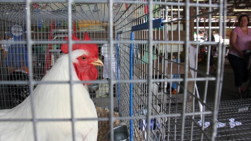 A plump rooster crows in his cage at the Middletown Grange Fair. (Emma Lee/WHYY)