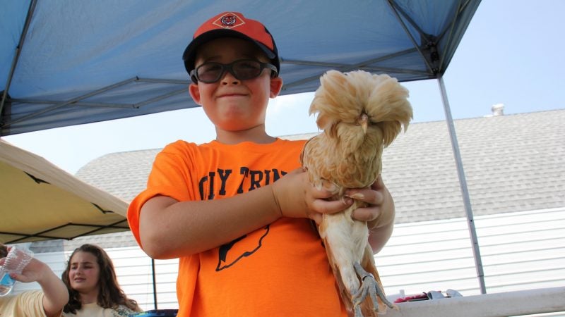 Scott Frank, 7, of Morrisville, announces his intention to raise buff laced Polish chickens after meeting one at the Middletown Grange Fair. (Emma Lee/WHYY)