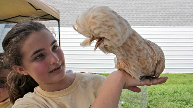 Victoria Davis, 13, of Line Lexington, Pennsylvania, holds up her buff laced Polish chicken, a decorative bird raised only for show, at the Middletown Grange Fair. (Emma Lee/WHYY)