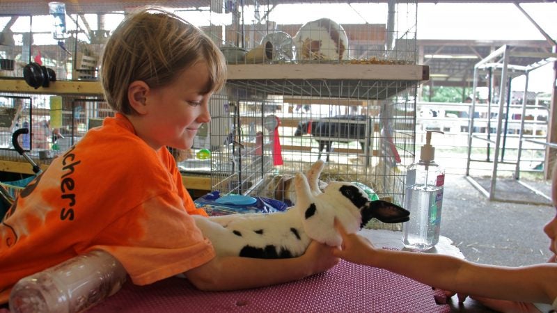 Willow Vasey, 6, of Perkasie, shows off her Mini Rex rabbit at the Middletown Grange Fair. (Emma Lee/WHYY)