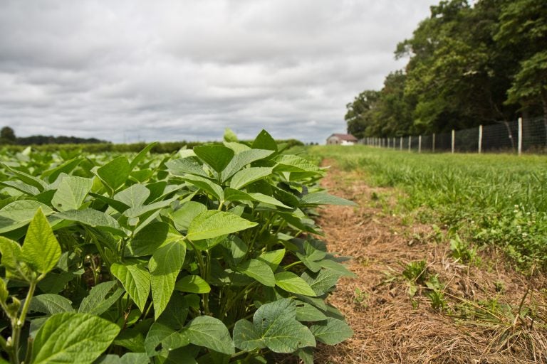 Soybeans grow at Rutgers University experimental farm in Bridgeton, New Jersey. Gallup polling finds Americans favor  industries connected to food – restaurant, farming, grocery. (Kimberly Paynter/WHYY)