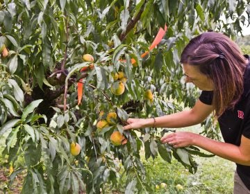 Entomologist Anne Nielsen looks for stink bugs on Rutgers University experimental peach orchard in Bridgeton, N.J. (Kimberly Paynter/WHYY)