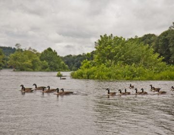 Canadian geese on the upper Delaware River. (Kimberly Paynter / WHYY)
