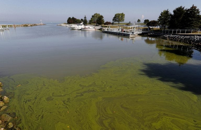 Algae floats in the water at the Maumee Bay State Park marina in Lake Erie in Oregon, Ohio. (Paul Sancya/AP Photo)