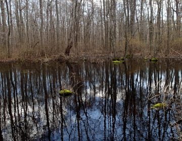 A photo of a Delmarva bay in spring shows the wetland flooded. In summer and fall this same wetland is dry. This isolated wetland falls under Obama's Waters of the U.S. Rule. (Courtesy of DNREC)