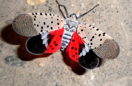 The Spotted Laternfly. (Photo courtesy of the N.J. Department of Agriculture)