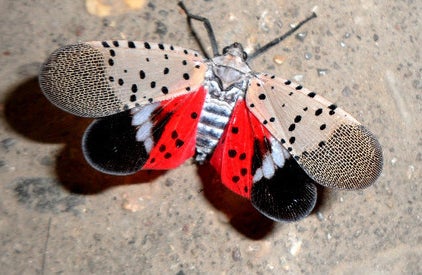 Little Red Bugs In Your New Jersey Home