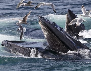 Humpback whales feed at the Stellwagen Bank National Marine Sanctuary near Provincetown, Mass., on July 9, 2014. (J. Scott Applewhite/AP)