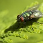 Beneficial Bugs? Or Filthy Flies?