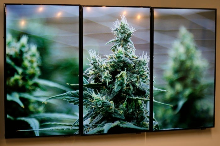 Photographs of marijuana plants are on the wall during an open house and media availability for the opening of CY+ Medical marijuana Dispensary, Thursday, Feb. 1, 2018 in Butler, Pa.(AP Photo/Keith Srakocic)