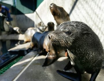 A Guadalupe fur seal, foreground. Rescue crews are seeing a higher than average amount of stranded sea lions. Marine biologists nicknamed a patch of persistent high temperatures in the Pacific Ocean between 2013 and 2016 “the Blob.” During that period, decreased phytoplankton production led to a “lack of food for many species,” from fish to marine mammals. (AP Photo/Gregory Bull)