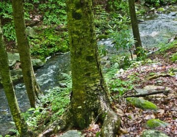 Tank Creek was classified as an exceptional value stream by DEP in October 2017. It feeds into the Delaware River.
(Kimberly Paynter/WHYY)