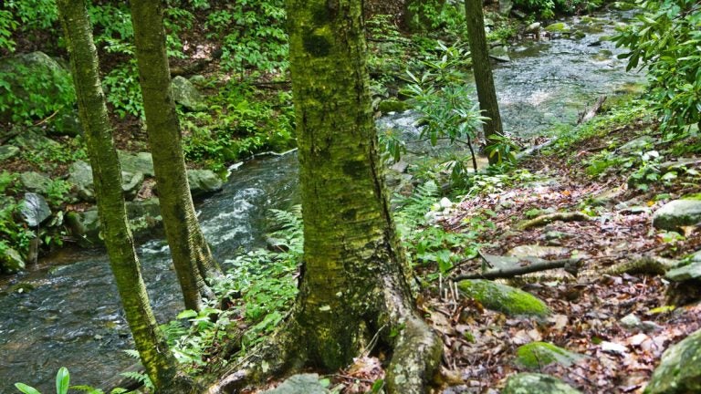 Tank Creek was classified as an exceptional value stream by DEP in October 2017. It feeds into the Delaware River.
(Kimberly Paynter/WHYY)