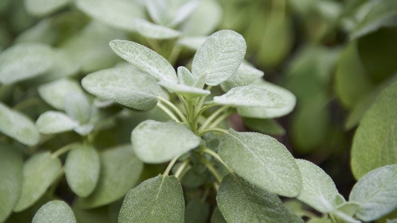 Sage (Salvia officinalis) was a treatment for excessive sweating, cold and chest infections, and sore throats. (Natalie Piserchio for WHYY)