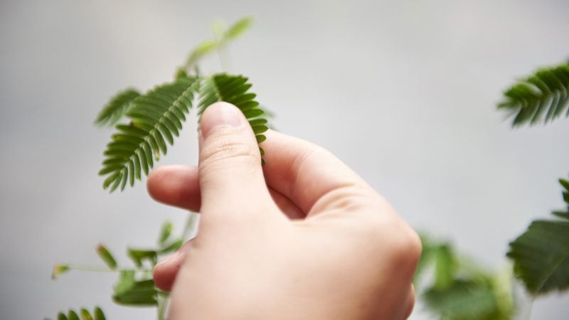 The sensitive plant (Mimosa pudica) is known for having leaves that physically withdraw and close up when touched or shaken. It is thought to be protecting itself from harm. (Natalie Piserchio for WHYY)
