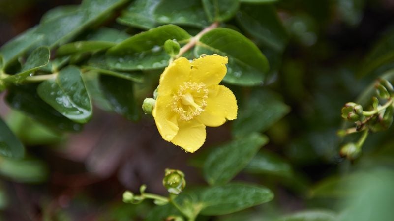 Ornamental St. Johns Wort, found in The Benjamin Rush Medicinal Plant Garden located at The Mütter Museum, was used to treat depression. Early herbalists found it to have a calming affect. (Natalie Piserchio for WHYY)