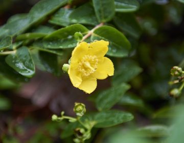 Ornamental St. Johns Wort, found in The Benjamin Rush Medicinal Plant Garden located at The Mütter Museum, was used to treat depression. Early herbalists found it to have a calming affect. (Natalie Piserchio for WHYY)