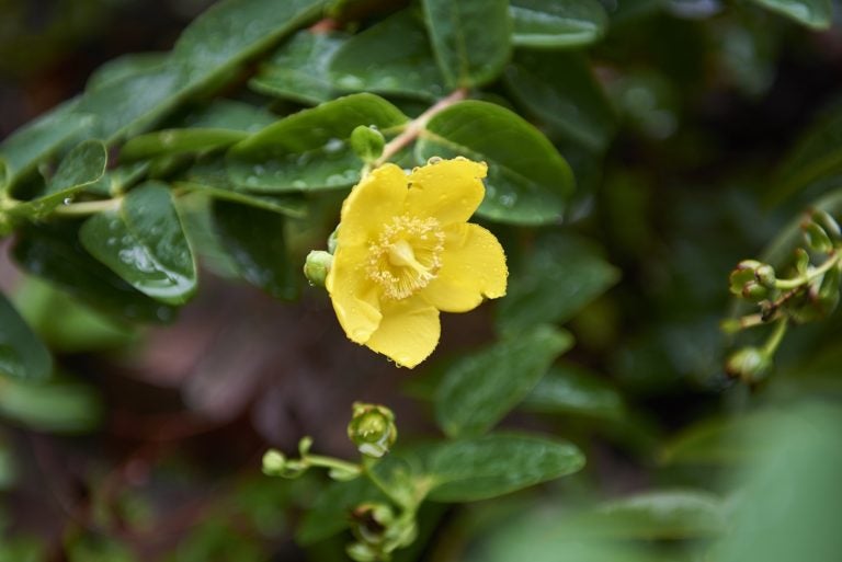 Ornamental St. Johns Wort, found in The Benjamin Rush Medicinal Plant Garden located at The Mütter Museum, was used to treat depression. Early herbalists found it to have a calming affect. (Natalie Piserchio for WHYY)