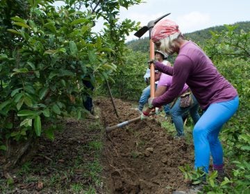 The women farmers of the Circuito Agroecológico Aiboniteño work together to build a swale on a guava orchard. (Paige Pfleger/for WHYY)