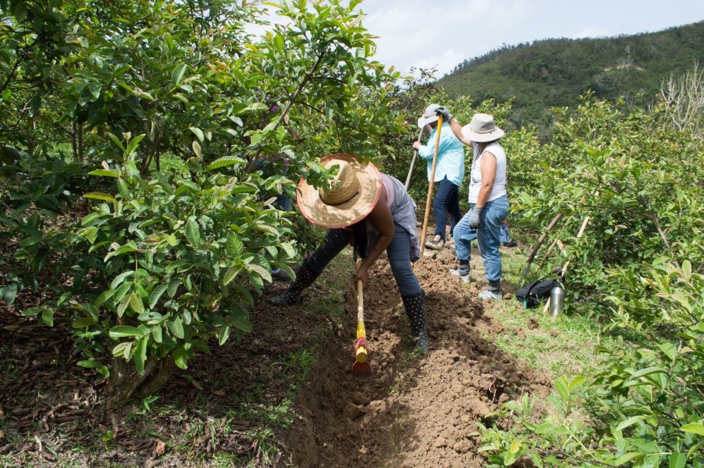 The women farmers of the Circuito Agroecológico Aiboniteño work together to build a swale on a guava orchard. (Paige Pfleger/for WHYY)