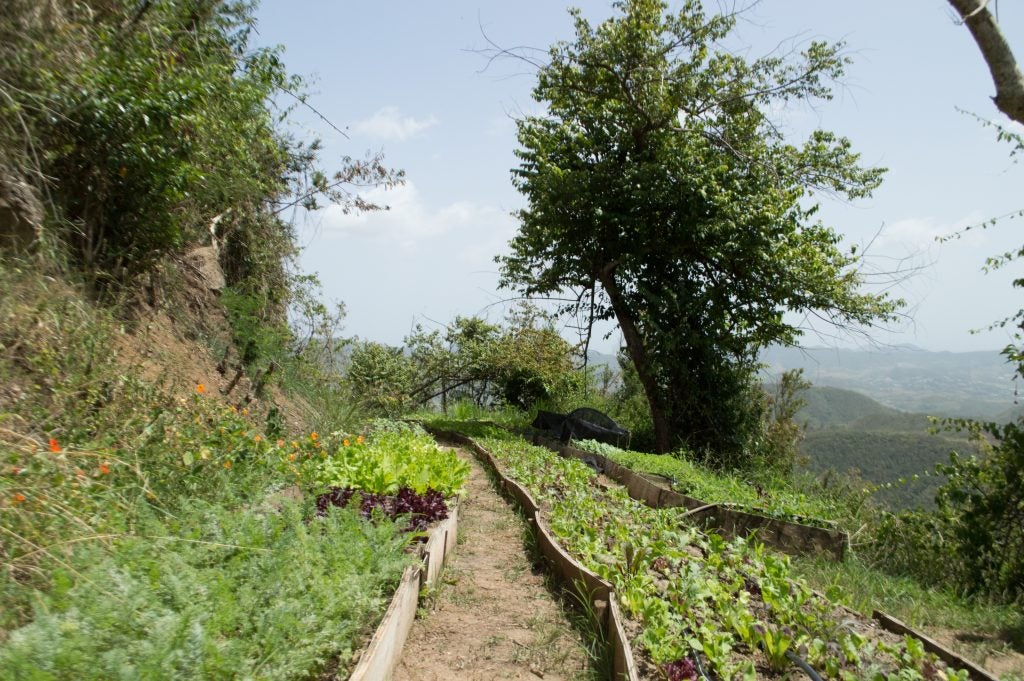 Nearly a year after Hurricane Maria, Jessica Collazo says her farm isn’t full recovered yet. She worries she’ll lose everything if another storm hits this year. (Paige Pfleger/for WHYY)