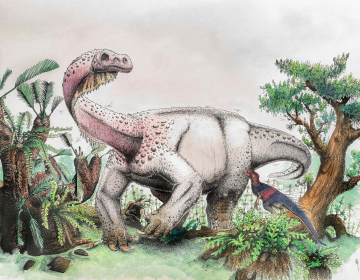 An artist's reconstruction of Ledumahadi mafube, which means 