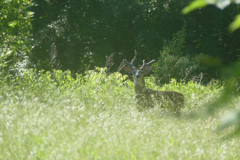 The deer population is too dense for the habitat at the John Heinz National Wildlife Refuge, refuge managers say. U.S. officials have decided the refuge will be one of 30 national wildlife areas opened to hunting and fishing for the first time — or expanded to increase hunting access to public lands. (John Heinz National Wildlife Refuge)