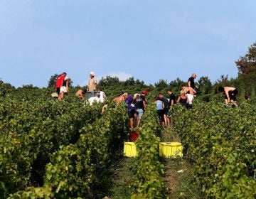 The champagne grape harvest in northeastern France, like this one near Mailly-Champagne, started early this year due to lack of rain.
(Francois Nascimbeni/AFP/Getty Images)
