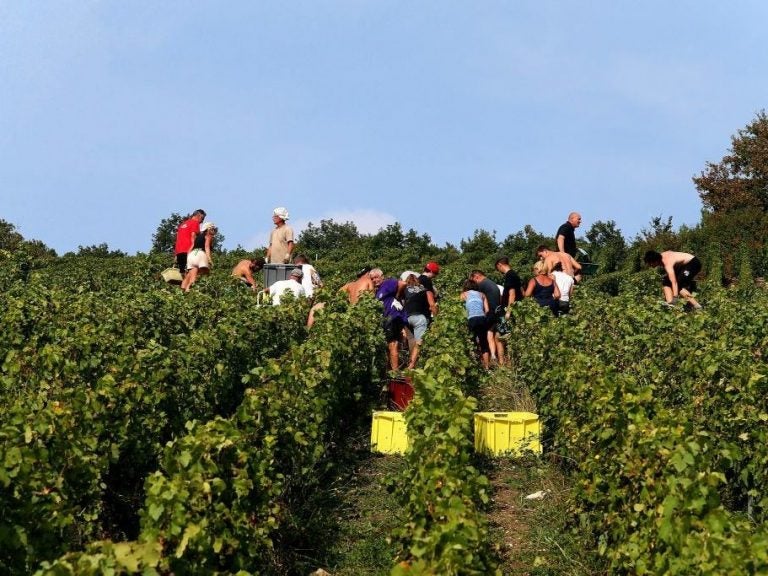 The champagne grape harvest in northeastern France, like this one near Mailly-Champagne, started early this year due to lack of rain.
(Francois Nascimbeni/AFP/Getty Images)