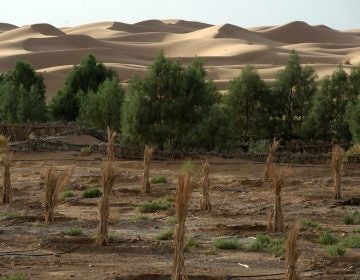 The Sahara desert creeps up on a palm field. (Fadel Senna /AFP/Getty Images)