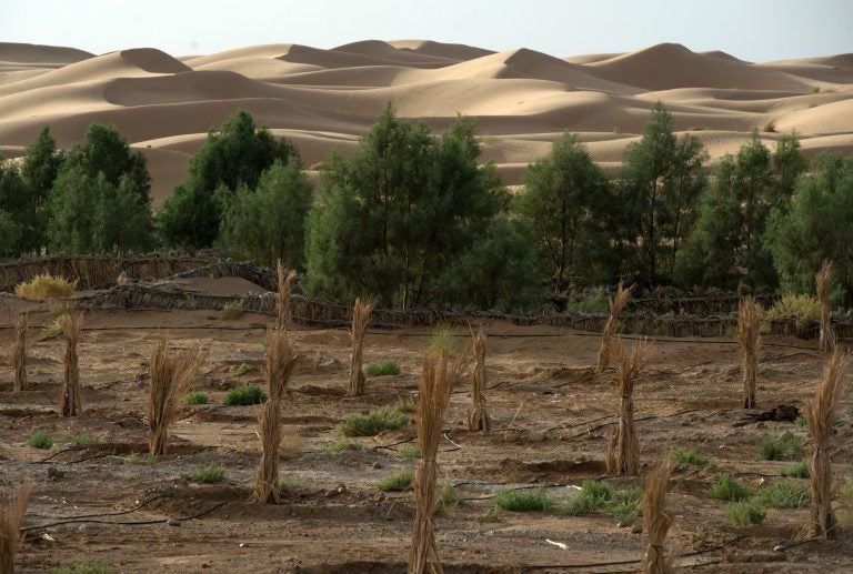 The Sahara desert creeps up on a palm field. (Fadel Senna /AFP/Getty Images)