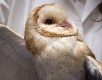 Scientists at Johns Hopkins University are studying barn owls to understand how the brain maintains focus.
(Meredith Rizzo/NPR)