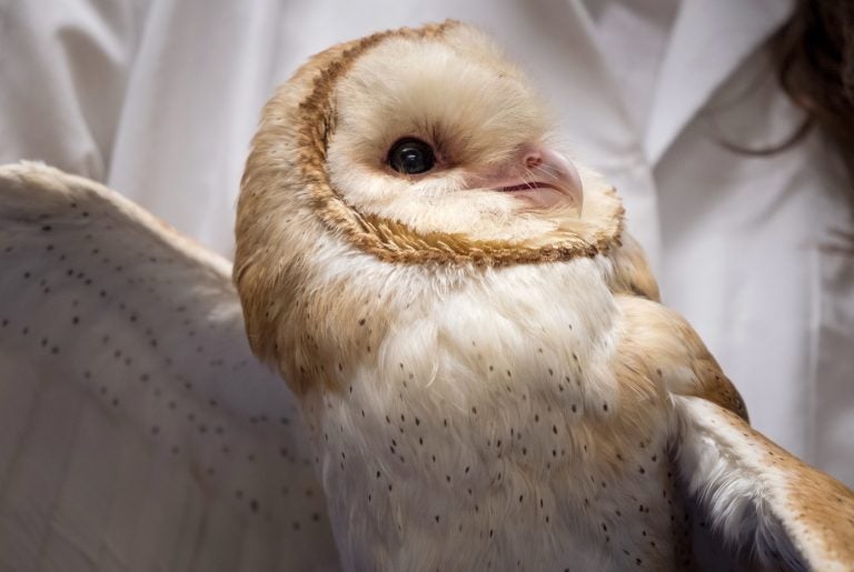 Scientists at Johns Hopkins University are studying barn owls to understand how the brain maintains focus.
(Meredith Rizzo/NPR)