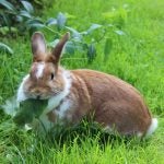 What’s Eating my Garden? And are the ‘Leftovers’ Safe?