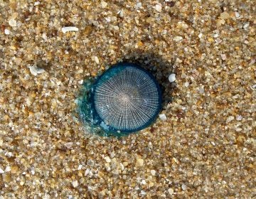 A blue button jellyfish. (By Adityamadhav83 [CC BY-SA 3.0  (https://creativecommons.org/licenses/by-sa/3.0)], from Wikimedia Commons)