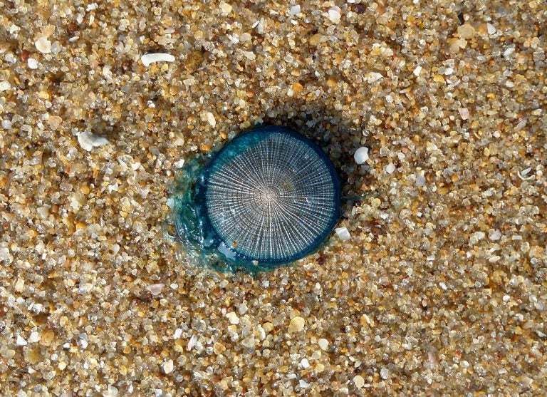 Blue Button Jellyfish Make Rare Shore Appearance Whyy