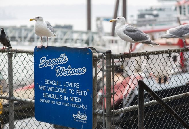 Seagulls and a lone pigeon wait for scraps from Ivar's customers on the waterfront on Wednesday, August 15, 2018 in Seattle, Washington.  (Lindsey Wasson for the Inquirer)