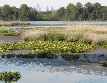 Philadelphia's downtown skyline is visible above the Eastwick tree line. (Eastwick Friends & Neighbors Coalition)