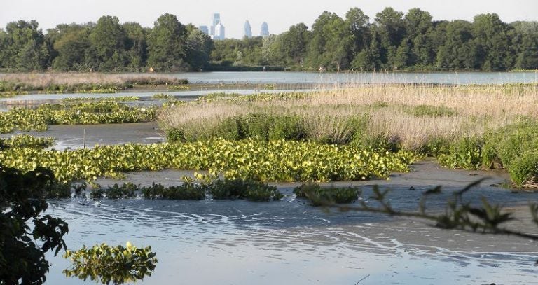 Philadelphia's downtown skyline is visible above the Eastwick tree line. (Eastwick Friends & Neighbors Coalition)