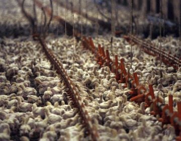 This Dec. 2, 2008, file photo shows a chicken farm just outside the city limits of Pittsburg, Texas. (LM Otero/AP Photo, File)
