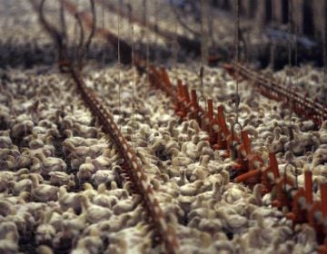 This Dec. 2, 2008, file photo shows a chicken farm just outside the city limits of Pittsburg, Texas. (LM Otero/AP Photo, File)